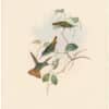 Gould Hummingbirds, Pl. 326, Josephine's Humming Bird