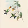 Gould Hummingbirds, Pl. 332, Green-headed Sapphire