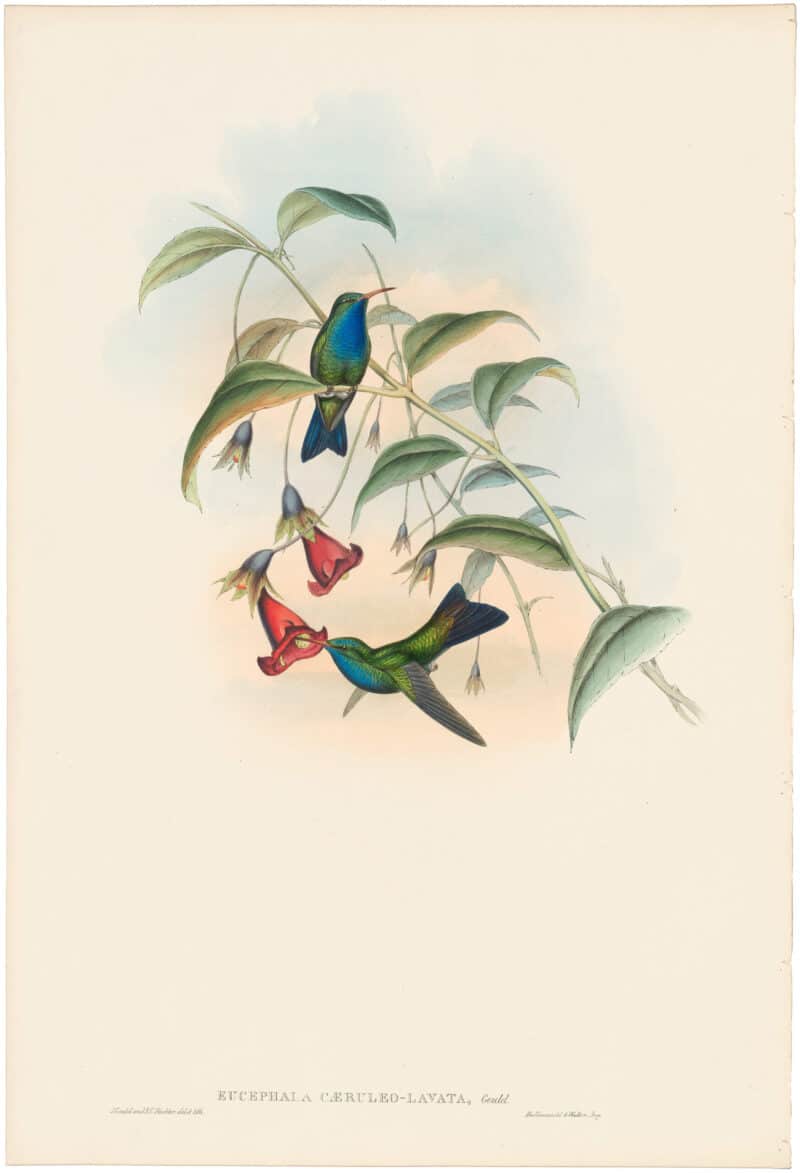 Gould Hummingbirds, Pl. 333, Reeves's Sapphire