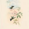 Gould Hummingbirds, Pl. 339, Doubleday's Humming-Bird