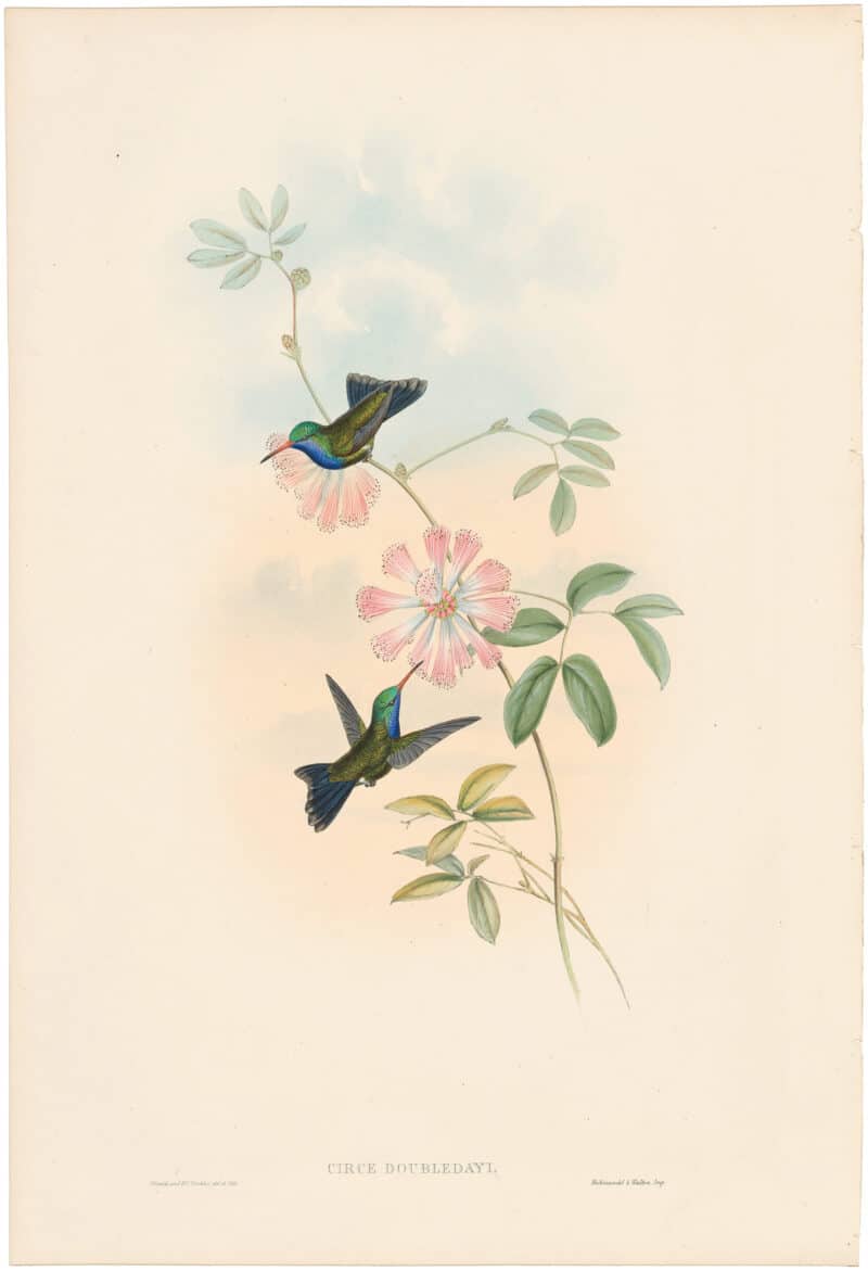 Gould Hummingbirds, Pl. 339, Doubleday's Humming-Bird