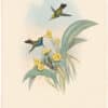 Gould Hummingbirds, Pl. 341, Black-throated Damophila
