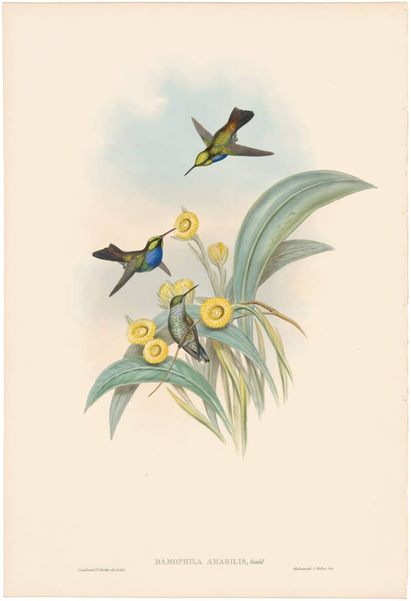 Gould Hummingbirds, Pl. 341, Black-throated Damophila