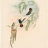 Gould Hummingbirds, Pl. 342, Red-throated Sapphire