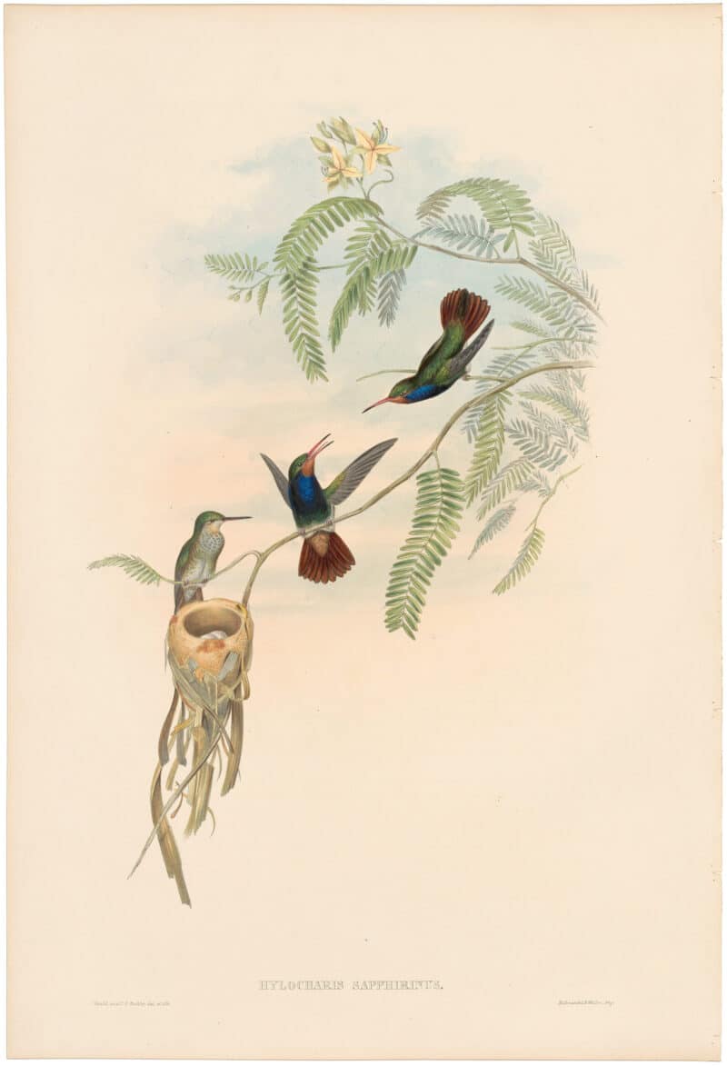 Gould Hummingbirds, Pl. 342, Red-throated Sapphire
