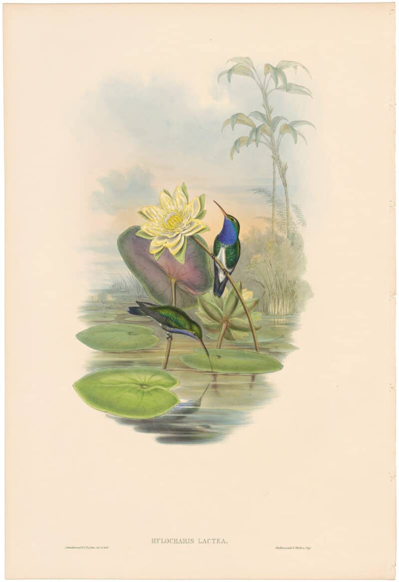 Gould Hummingbirds, Pl. 343, Blue-breasted Sapphire