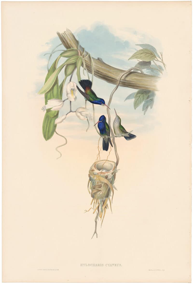 Gould Hummingbirds, Pl. 344, White-throated Sapphire