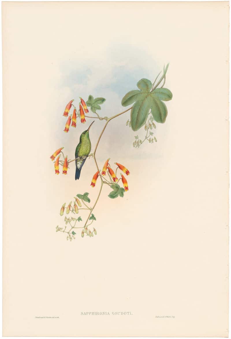 Gould Hummingbirds, Pl. 345, Green-breasted Sapphironia