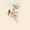 Gould Hummingbirds, Pl. 346, Blue-throated Sapphironia