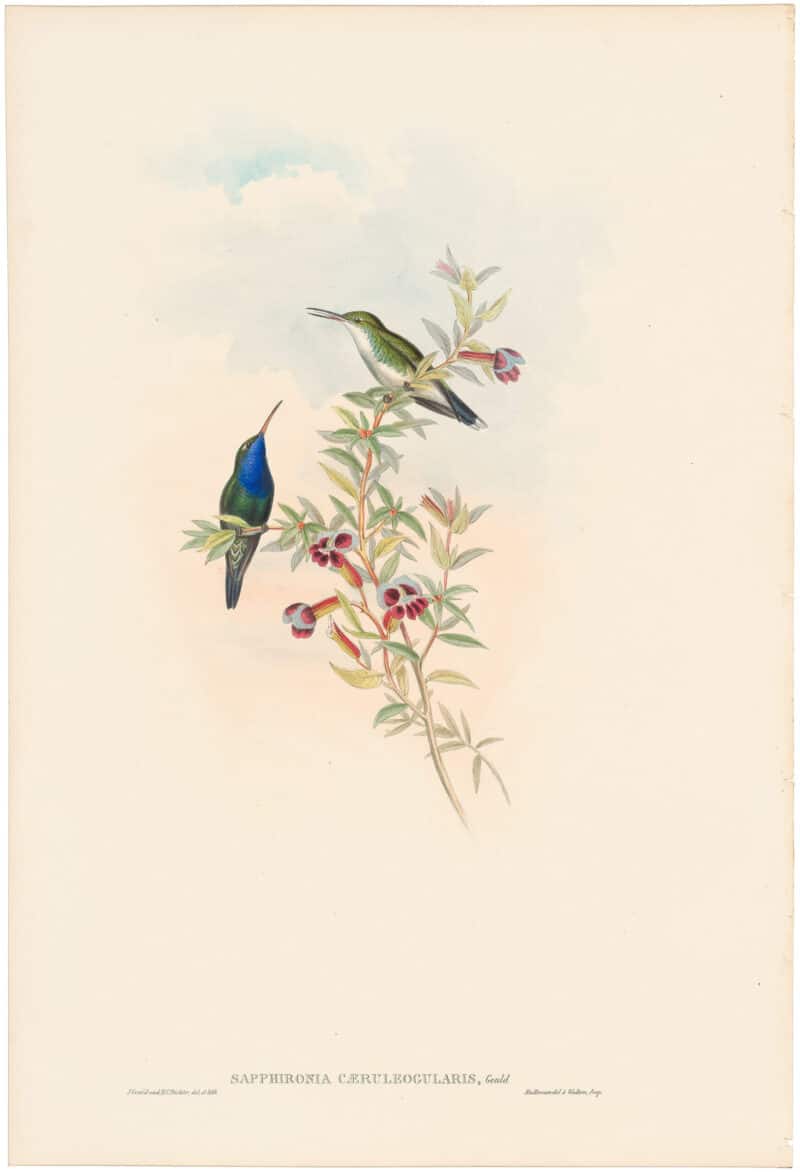 Gould Hummingbirds, Pl. 346, Blue-throated Sapphironia