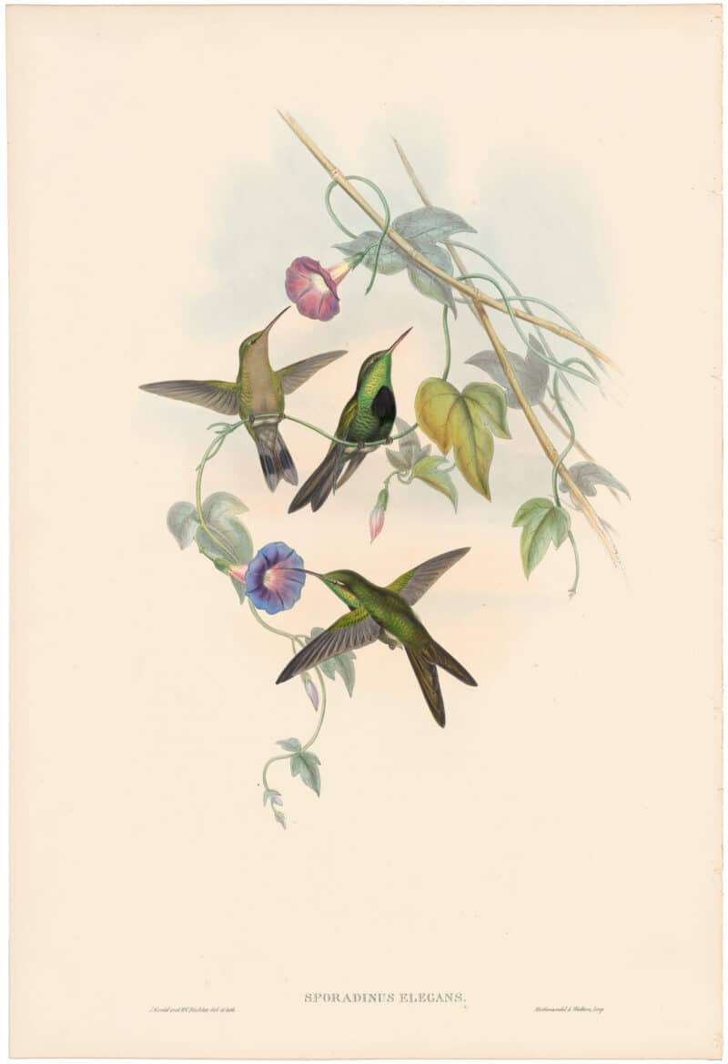 Gould Hummingbirds, Pl. 347, St. Domingo Humming-Bird