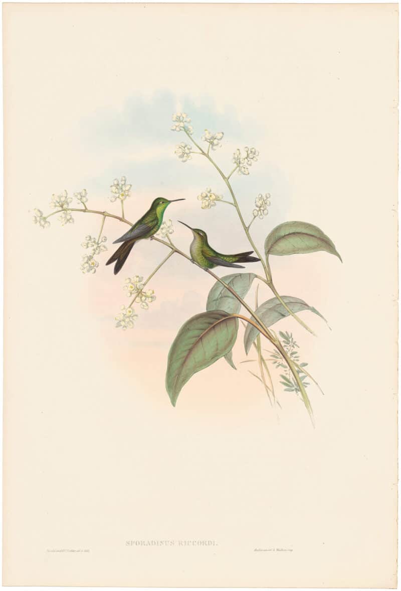 Gould Hummingbirds, Pl. 348, Riccord's Humming-Bird