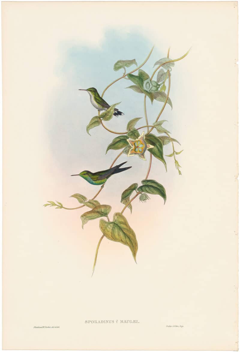 Gould Hummingbirds, Pl. 349, Mauge's Humming-Bird
