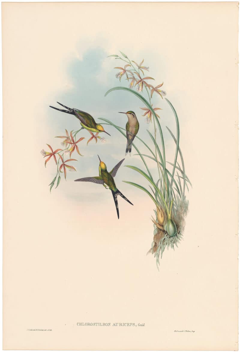 Gould Hummingbirds, Pl. 350, Long-tailed Emerald