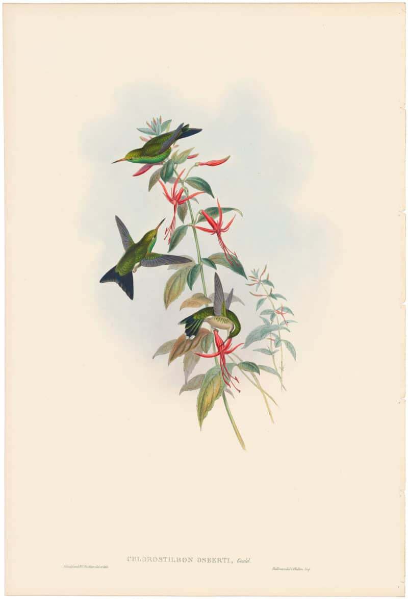 Gould Hummingbirds, Pl. 352, Osbert's Emerald
