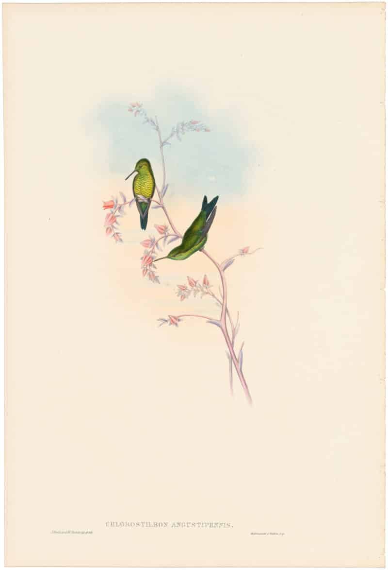 Gould Hummingbirds, Pl. 353, Columbian Emerald