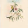 Gould Hummingbirds, Pl. 354, Glittering Emerald