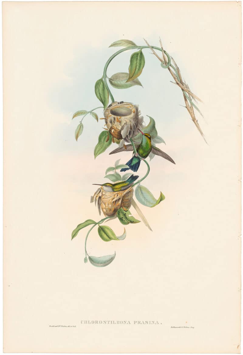 Gould Hummingbirds, Pl. 355, Brazilian Emerald
