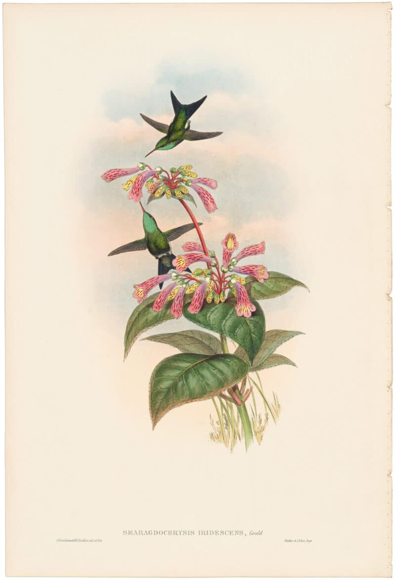 Gould Hummingbirds, Pl. 359, Iridescent Humming-Bird