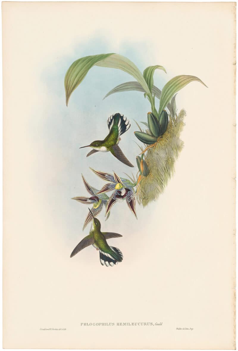 Gould Hummingbirds, Pl. 360, Pied-tailed Humming-Bird