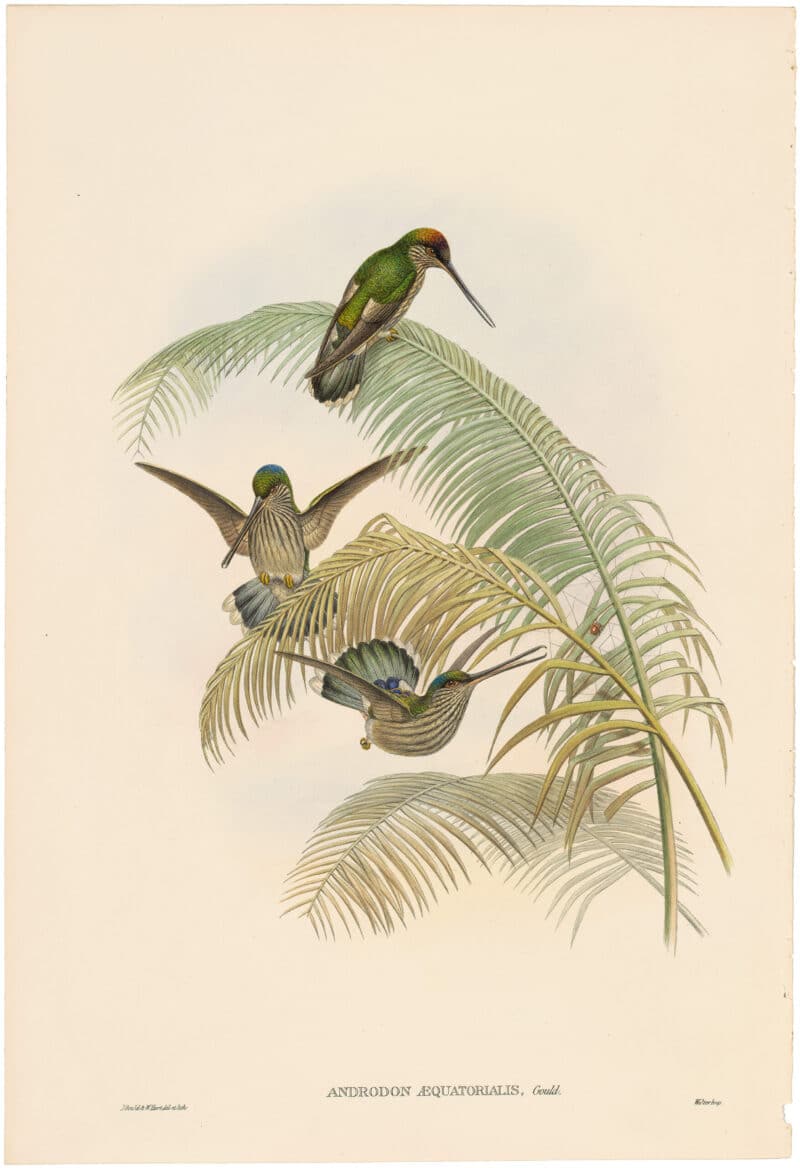 Gould Hummingbirds, Pl. 1A, Ecuadorian Tooth-bill