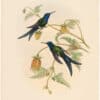 Gould Hummingbirds, Pl. 2A, Western Swallow-tail