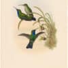 Gould Hummingbirds, Pl. 3A, Simons's Sabre-wing (supplement)