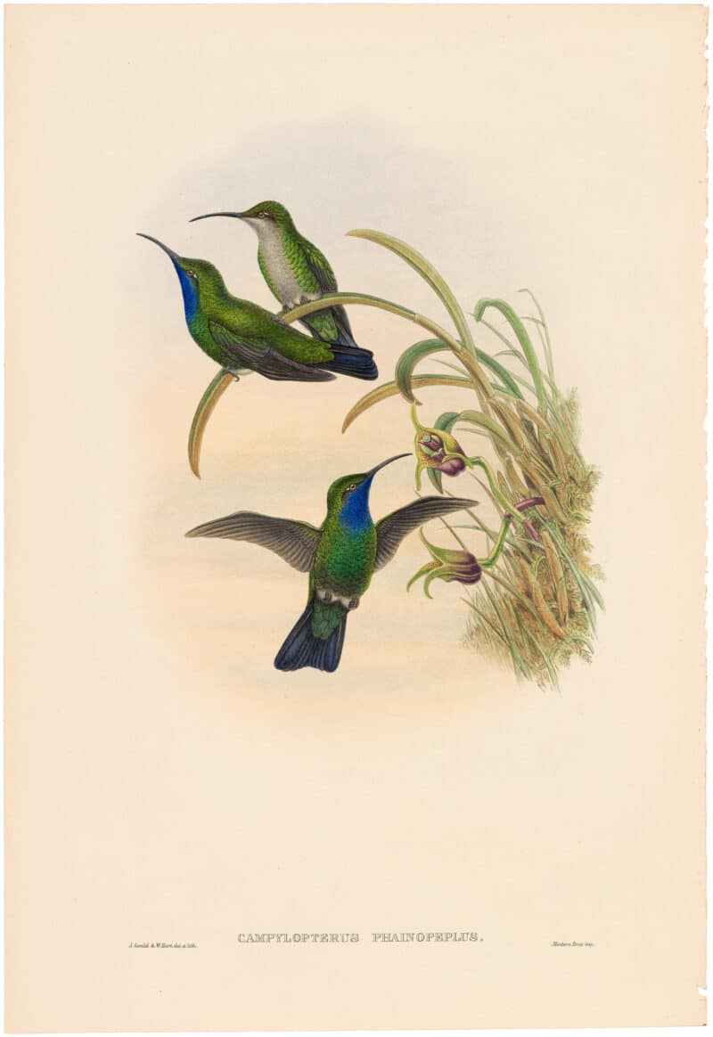 Gould Hummingbirds, Pl. 3A, Simons's Sabre-wing (supplement)