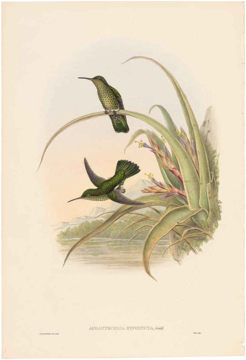 Gould Hummingbirds, Pl. 4A, Spotted-breasted Humming Bird
