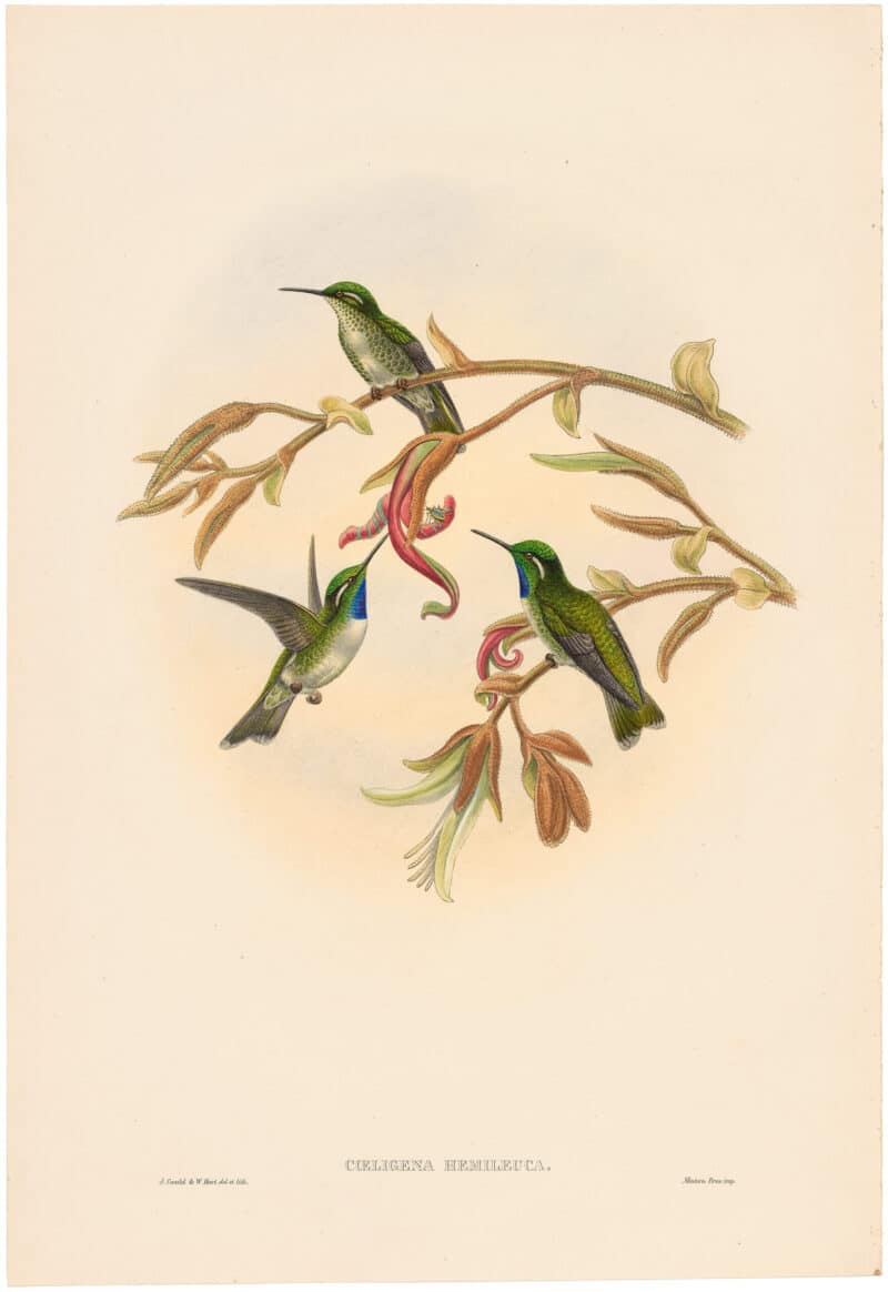 Gould Hummingbirds, Pl. 5A, White-bellied Cacique