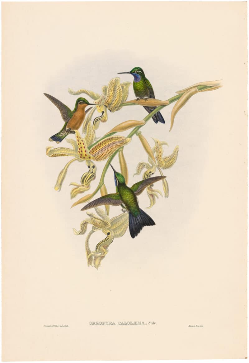 Gould Hummingbirds, Pl. 6A, Purple-throated Humming-bird