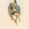 Gould Hummingbirds, Pl. 7A, Grey-tailed Humming Bird