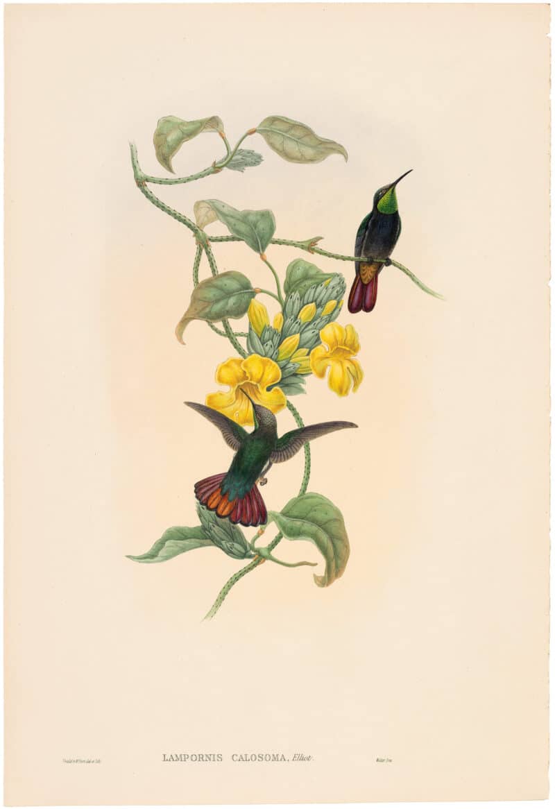 Gould Hummingbirds, Pl. 9A, Elliot's Topaz