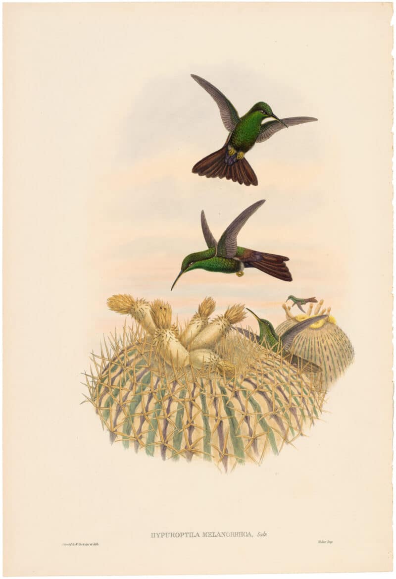 Gould Hummingbirds, Pl. 10A, Black-vented Plumeleteer