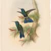Gould Hummingbirds, Pl. 11A, Guiana Violet-ear