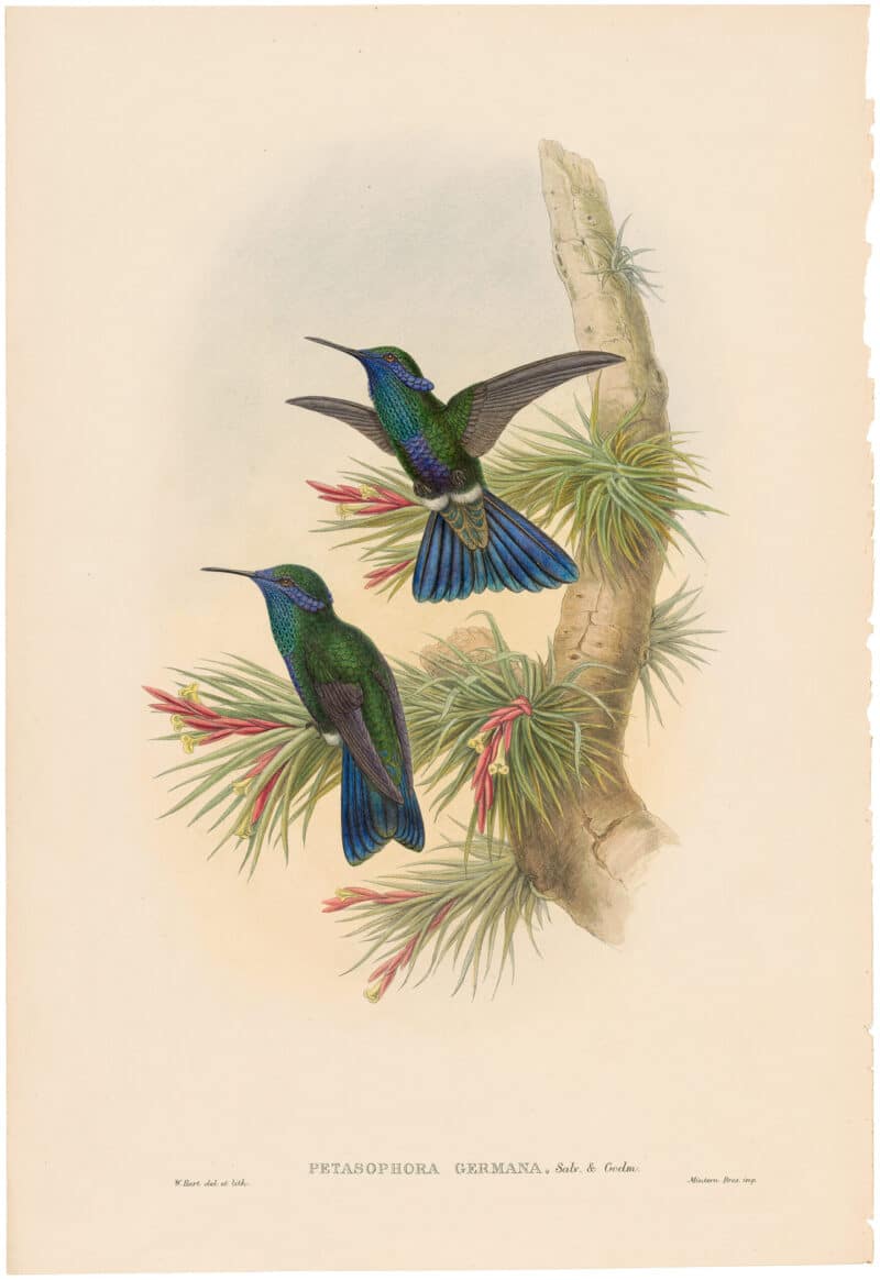 Gould Hummingbirds, Pl. 11A, Guiana Violet-ear