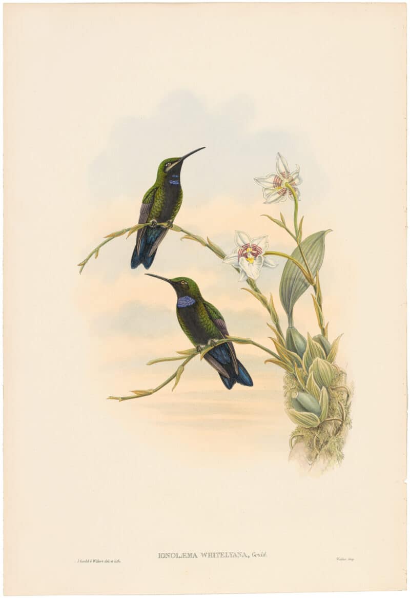 Gould Hummingbirds, Pl. 12A, Whitely's Humming-bird