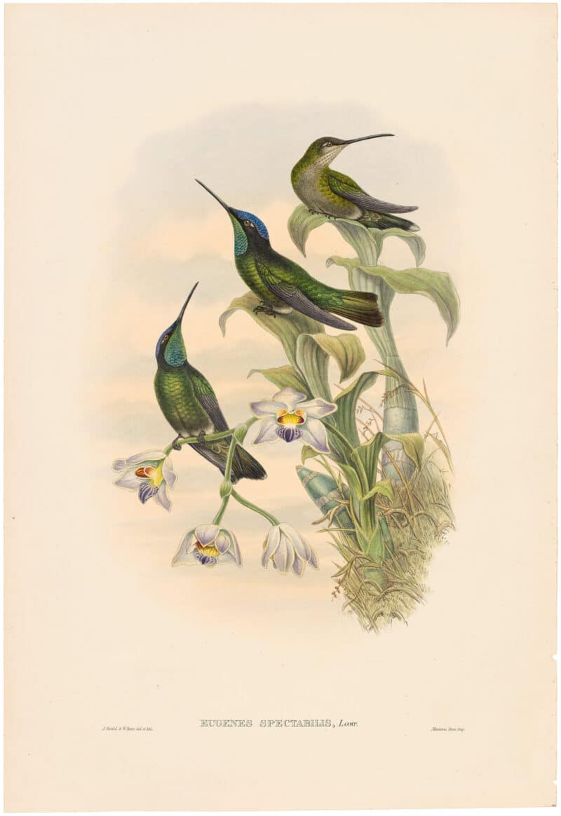 Gould Hummingbirds, Pl. 13A, Costa Rica Humming-bird
