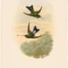 Gould Hummingbirds, Pl. 14A, Count Branicki
