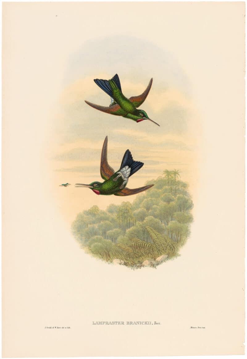 Gould Hummingbirds, Pl. 14A, Count Branicki