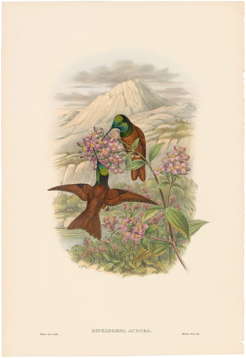 Gould Hummingbirds, Pl. 17A, Warszewicz's Rainbow