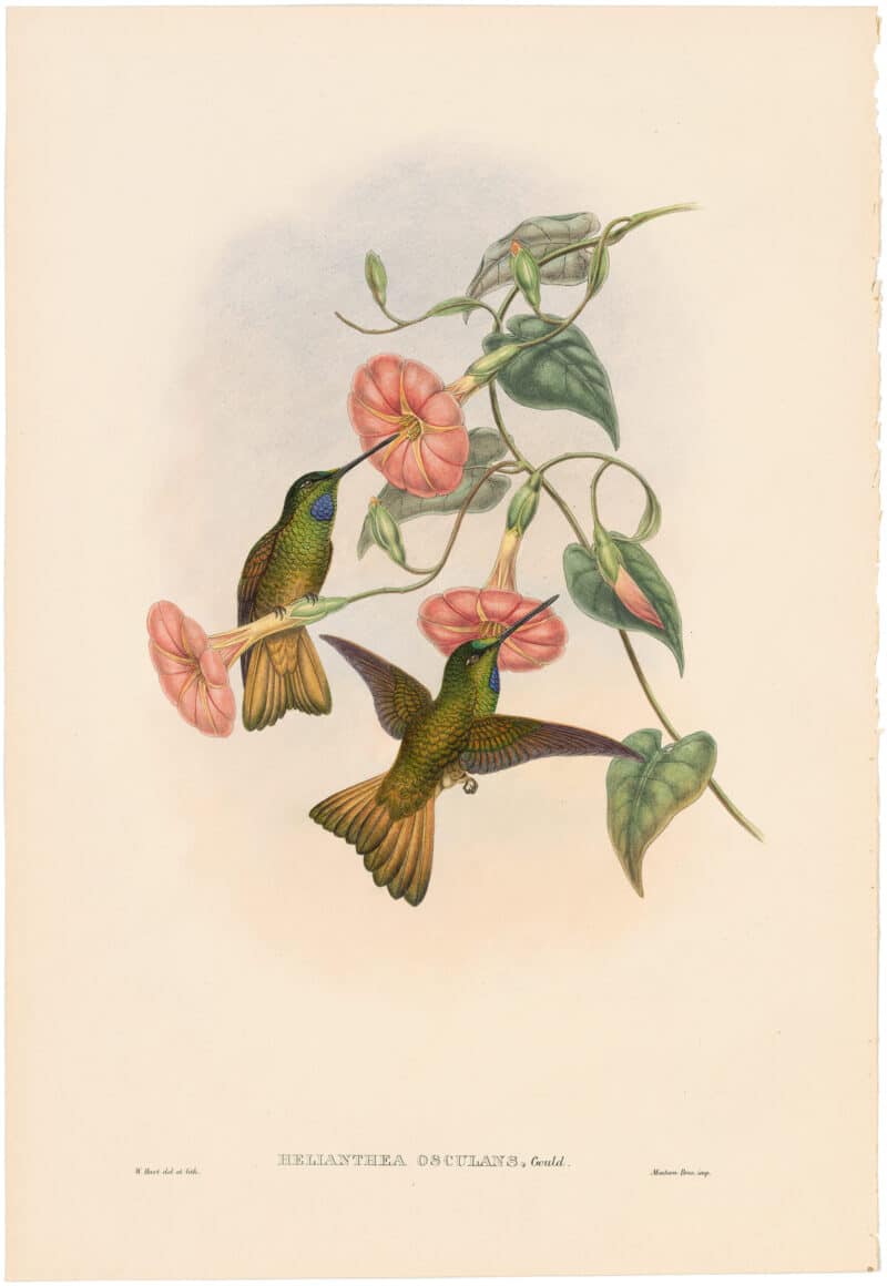 Gould Hummingbirds, Pl. 18A, Buff-tailed Star-frontlet