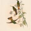Gould Hummingbirds, Pl. 19A, Jelski's Star-frontlet