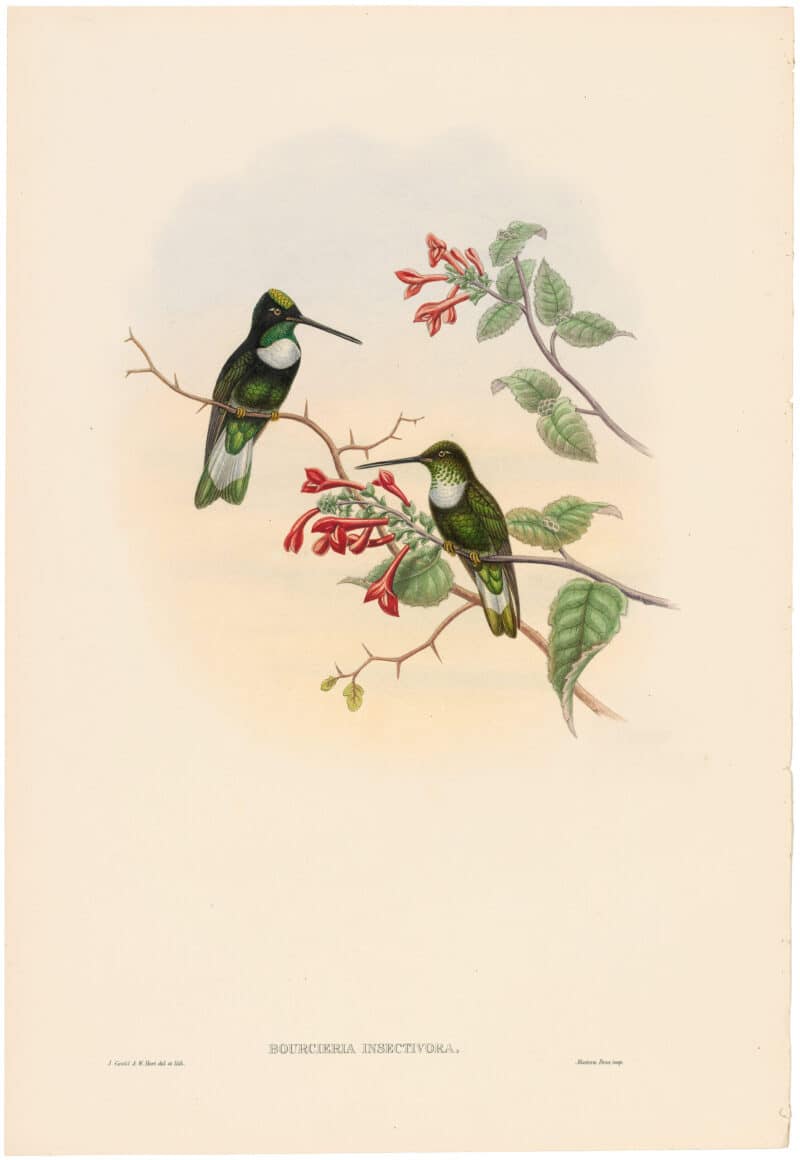 Gould Hummingbirds, Pl. 20A, Tschudi's Inca