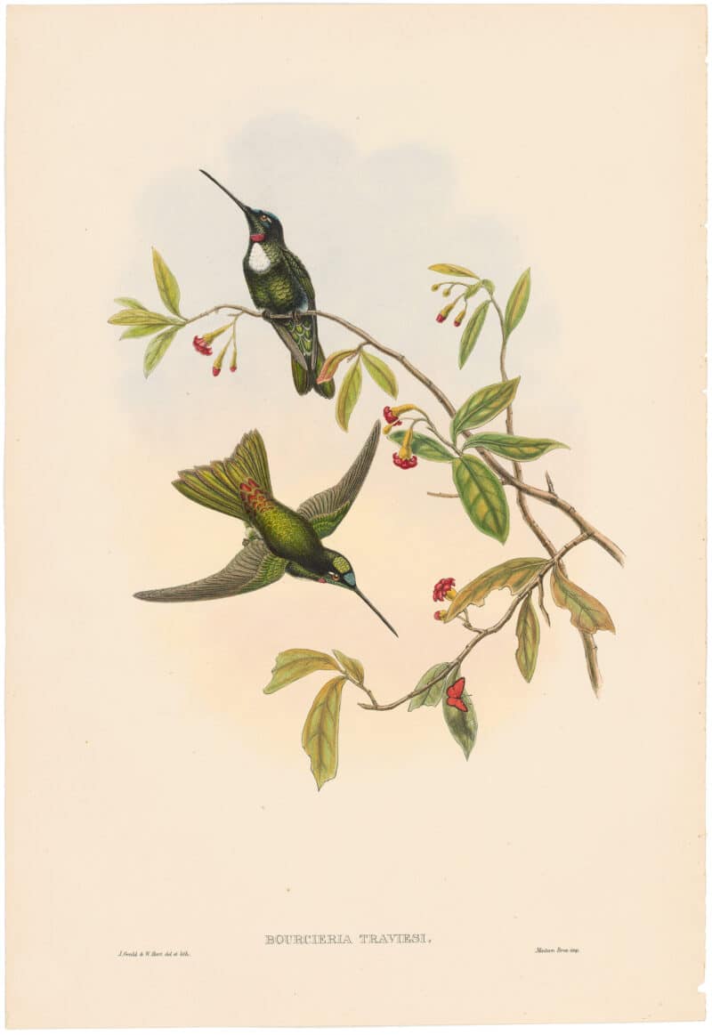 Gould Hummingbirds, Pl. 21A, Travie's Inca