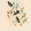 Gould Hummingbirds, Pl. 22A, Verguan Lance-bill