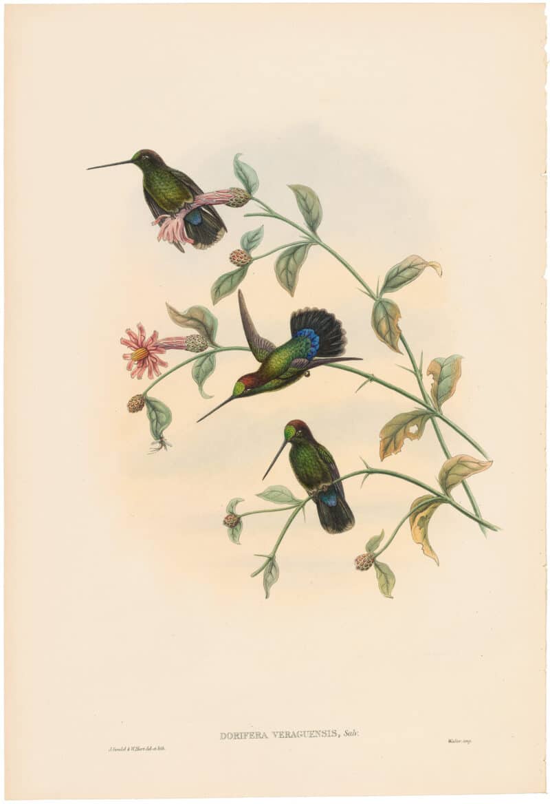 Gould Hummingbirds, Pl. 22A, Verguan Lance-bill