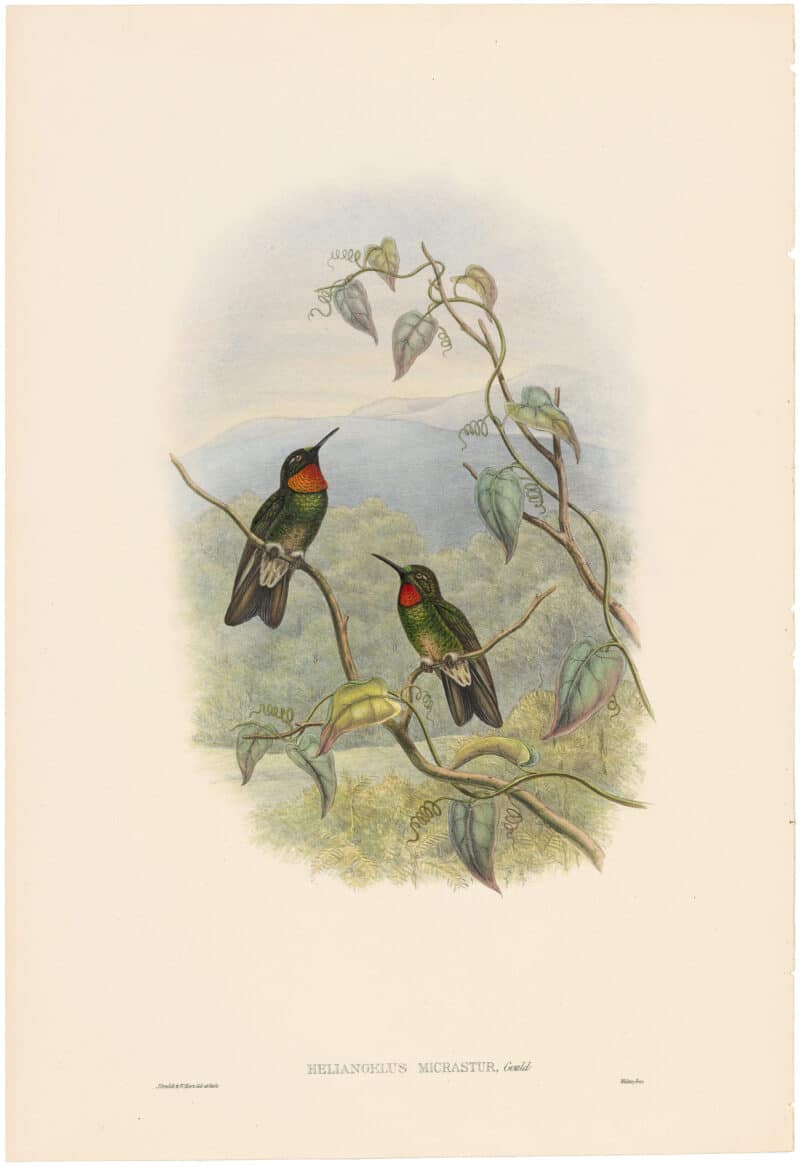 Gould Hummingbirds, Pl. 23A, Ecuadorian star-frontlet