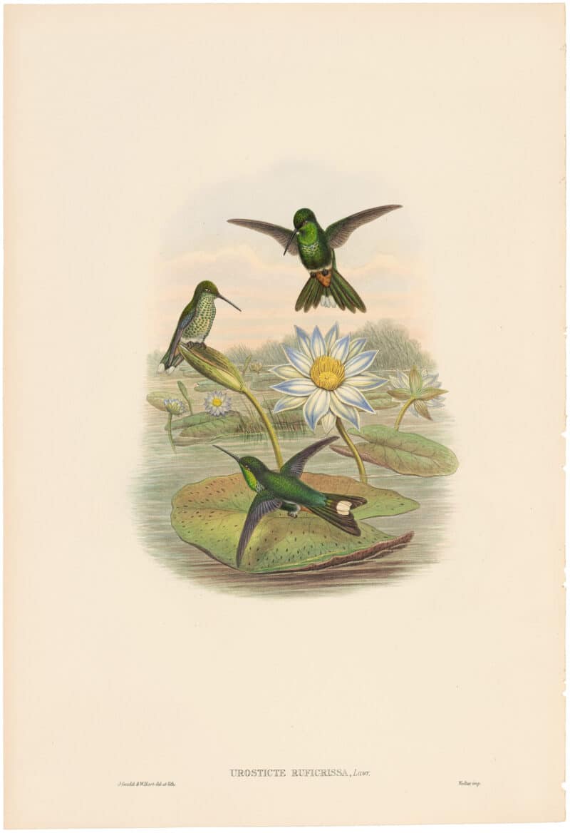 Gould Hummingbirds, Pl. 24A, Red-vented White-tip