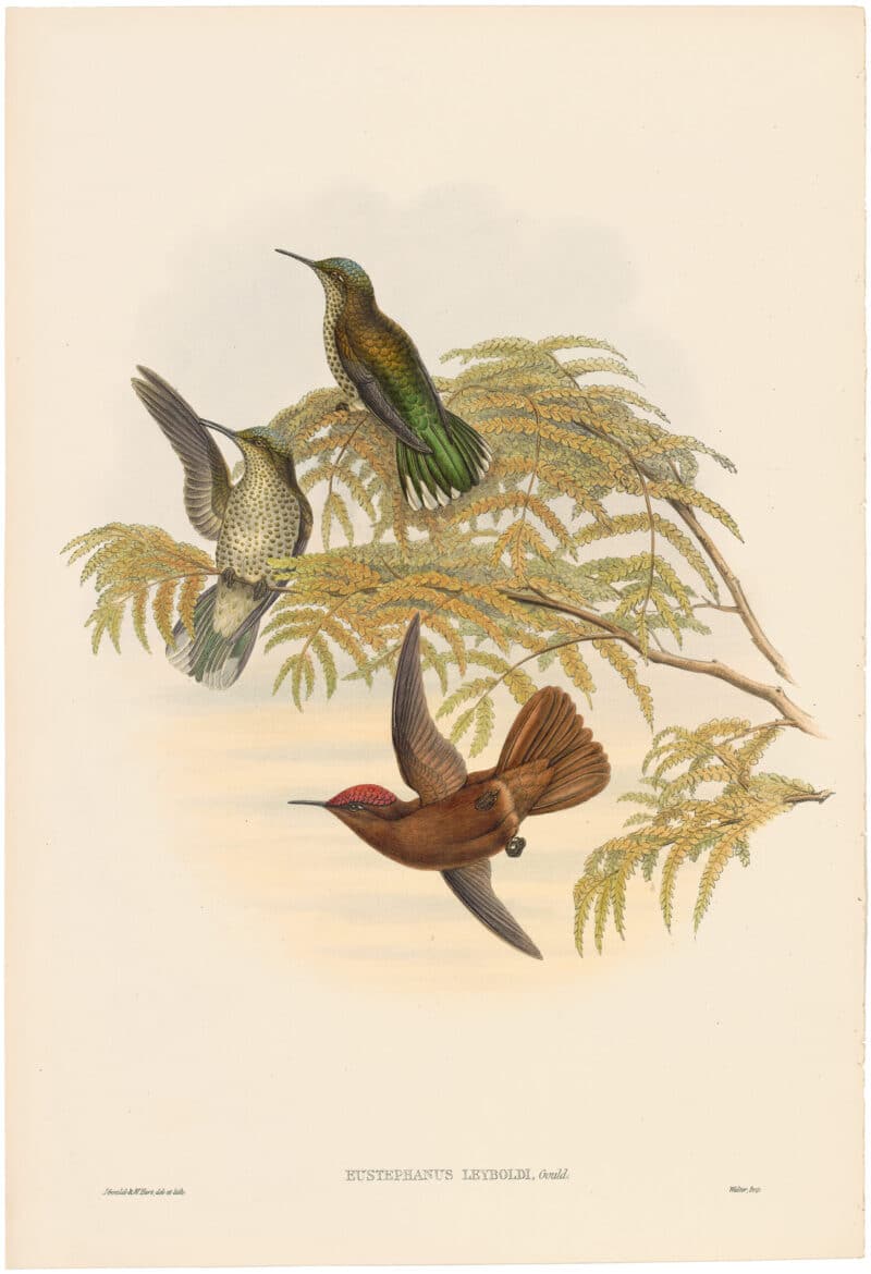 Gould Hummingbirds, Pl. 25A, Leybold's Firecrown